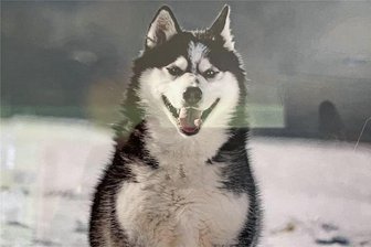 Polizei sucht Zeugen: Aus Tierheim Krebes gestohlener Husky wieder da - Wer hat dieses Tier zwischen Samstagnachmittag und Sonntagmittag wo gesehen? Die Polizei ermittelt zu einem Diebstahl aus dem Tierheim Kandelhof.