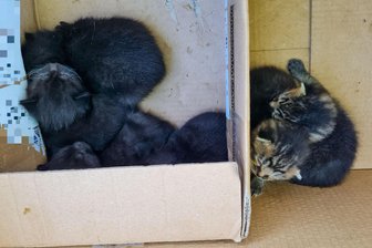 Polizei und Veterinäramt retten Katzen aus Haus bei Hainichen - In Gersdorf bei Hainichen hat die Polizei junge Katzen aus einem Haus holen lassen.