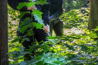 Polizei: Wilma B. im Küchwald in Chemnitz tot aufgefunden - Die Polizei suchte in Chemnitz und Umland nach Wilma B., die am 9. Juni verschwunden war. Hier ein Bild von einer Suchaktion am 9. August im Wald zwischen Chemnitz und Niederwiesa. Diesen Montag wurde die 53-Jährige in Chemnitz tot aufgefunden.
