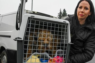 Polizeieinsatz in Hartha: „Hunde wurden in dreckigen, stinkenden Ecken gehalten“ - Tierpsychologin Jana Hoger hatte gemeinsam mit Polizisten die Hunde aus einer Wohnung in Hartha geholt.