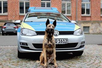 Polizeihund Pepe erschnüffelt Drogenvorräte in Wohnung - Polizeihund Pepe erschnupperte in Hartha mehrere Drogenverstecke in einer Wohnung.