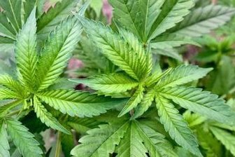Polizeihund spürt Drogendepots auf - In Drogenverstecken in Aue spürte ein Polizeihund knapp 50 Grammm Marihuana auf.