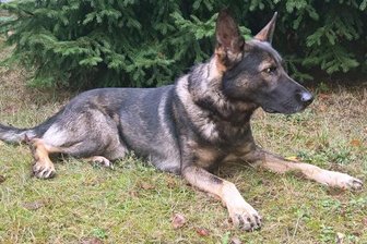 Polizeihunde finden Drogen-Depots - Drogensuchhund Max.