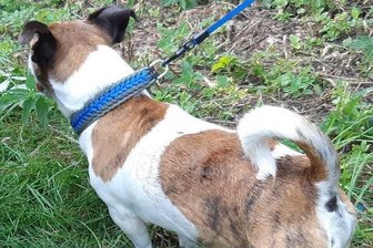 Polizisten retten Hund aus überhitztem Auto -