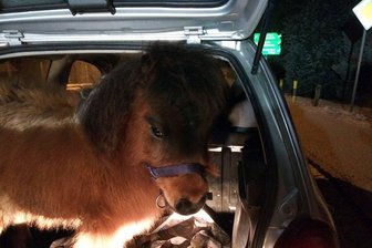 Pony im Kofferraum von Kleinwagen entdeckt -