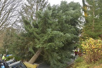 Prachtexemplar aus dem Vogtland: 40 Jahre alte Tanne für den Zwickauer Weihnachtsmarkt in Bad Elster gefällt - 19,5 Meter misst der Baum und er ist gleichmäßig gewachsen - ein Prachtexemplar.