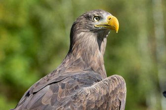 Premiere für Film-Doku über Plauener Falknerei: Schnabelpflege bei Adler Wilhelm und Drama um eine Sumpfohreule - Seeadler in der Falknerei Herrmann in Plauen: Eine Doku zeigt den Alltag in der Einrichtung.