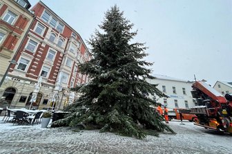 Premiere in Limbach-Oberfrohna: Zum ersten Mal kommt der Weihnachtsbaum für den Johannisplatz nicht aus der Stadt - Der diesjährige Weihnachtsbaum hat am Mittwoch seinen Platz auf dem Johannisplatz in Limbach-Oberfrohna gefunden. Er war nicht die erste Wahl der Stadt.