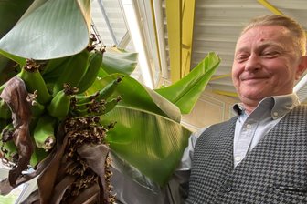 Prima Klima im Büro: Dieser Arbeitsplatz im Vogtland wird zur Bananen-Plantage - Die Bananen lieben das Klima in Johannes Morgners Büro - und der Fensterbaumeister die grüne Atmosphäre. Bald ist Ernte.