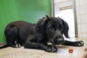 Privates Tierheim im Vogtland nimmt Spende eines vorbestraften Rechtsextremisten an - Eine Tierschutzeinrichtung in Mylau hat die Geldspende eines bekannten Rechtsextremen akzeptiert.
