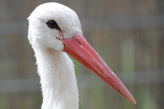Problemstorch wieder im Tierpark - Seit gestern ist der Weißstorch wieder zurück im Limbacher Tierpark. Der vor einer Woche gestartete Auswilderungsversuch ist gescheitert. Nun soll das Tier in einen Storchenhof gebracht werden.