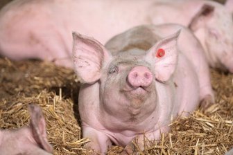 Produziert Deutschland genug Fleisch für den Eigenbedarf? - Ob im Wohlfühlstall wie hier oder in Massenzucht: Die einzelnen Teile von Schweinen gehen nach der Schlachtung und Zerlegung der Tiere ganz unterschiedliche Wege. Ein Großteil davon, etwa Pfötchen, Schnauzen, Schwänze, Ohren und Innereien, gehen in den Export, vor allem nach Asien. Dafür importiert Deutschland etwa Schnitzel und Schinken.