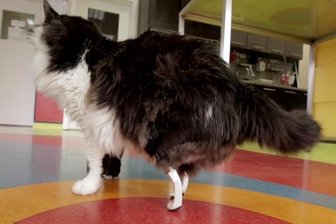 Prothesen machen bulgarischen Kater Pooh wieder mobil - Kater Pooh mit seinen nagelneuen Prothesen.