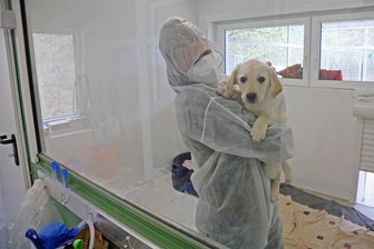 Prozess um illegalen Welpenhandel in Zwickau: Nachbarn lassen das Geschäft im Plattenbau auffliegen - Auch dieser neun Monate alte Labradorwelpe kam aus dem Ausland. Er wurde im Jahr 2021 im Tierheim Vielauer Wald wieder aufgepäppelt.