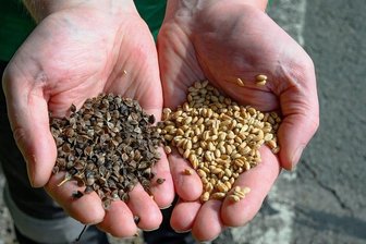 Pseudo-Getreide: Buchweizen ist der neue Star bei vielen Bäckern - Sie ähneln sich nur im Namen: Die Früchte von Buchweizen (links) und von Weizen. Buchweizen gleicht eher Bucheckern.