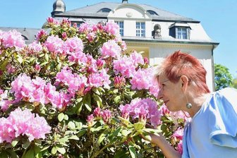 Pünktlich zum Rhododendronfest in Schilbach: Blütenpracht in allen Farben -