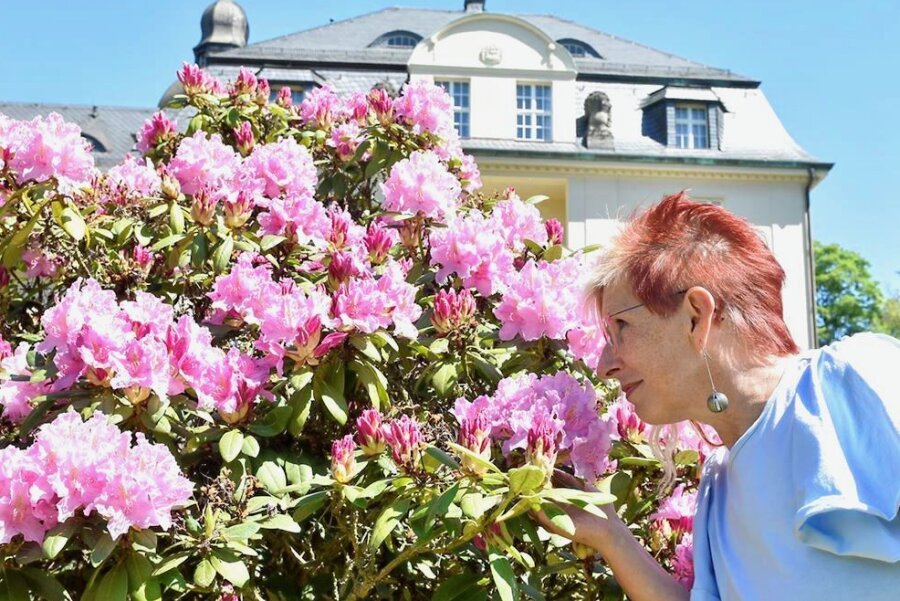Pünktlich zum Rhododendronfest in Schilbach: Blütenpracht in allen Farben - 