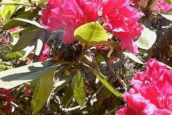 Pünktlich zum Rhododendronfest in Schilbach: Blütenpracht in allen Farben - 