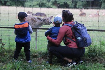 Pulled Turkey und Wildbratwurst: Breitenauer Damwildtag zieht Besucher an - Zahlreiche Zaungäste bestaunten das Damwild in Breitenau.