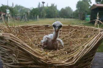 Pute Erna brütet Storchenjunges aus -