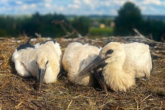 Pute Erna und 27 junge Störche: Dorf im Erzgebirge ist stolz auf seine klappernden Mitbewohner - Da warteten sie noch brav auf Mama oder Papa: Die Jungstörche von Leukersdorf.