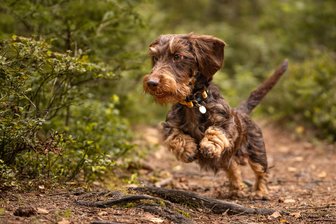 Quirlig und kurzbeinig: Dackel wie Camillo werden in Zwickau immer beliebter - So sehen Sieger aus: der kleine Flitzer Camillo beim Waldspaziergang.