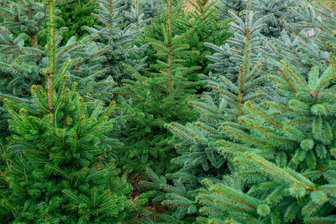 Rabensteiner Wald: Hier können Weihnachtsbäume selber gefällt werden - Blaufichten und andere Arten bietet der Sachsenforst als Weihnachtsbäume an.
