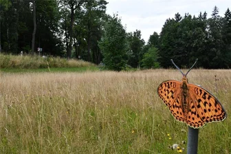 Rästelraten um Schmetterlingsschilder im Erzgebirge - Wer hat die Schmetterlingsschilder aufgestellt?