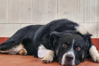 Rätsel um „Balu“: Bei Zwickau ausgesetzter Hund hofft auf Happy End zu Weihnachten - Fröhliche Weihnachten? Für Hund „Balu“, der kürzlich in Wilkau-Haßlau entdeckt wurde, sieht es bisher nicht danach aus.
