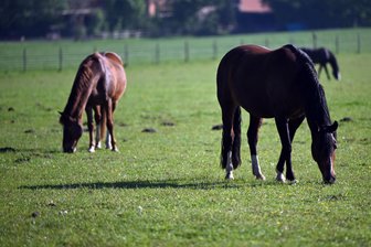 Rätsel um den Verbleib der Tiere: Pferde vom verwahrlosten Hof in Hartha verschwunden - So gut wie diesen Pferden soll es Pferden einer Züchterin aus Hartha nicht gehen.