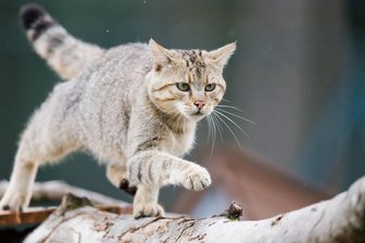 Rätsel um Sichtung von Wildkatze im Raum Freiberg - Katzenbesitzer denken wohl: Wenn mein Stubentiger wütend ist, sieht er auch so aus. Eine Wildkatze, hier im Wildkatzengehege des Nabu Niedersachsen in Bad Harzburg, soll auch in Mittelsachsen herumstreunen.