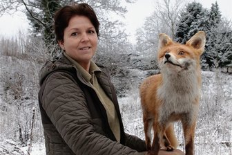 Rätselhafte Töne: Was hinter dem Bellen der Füchse im Vogtland steckt - Dieses Fuchspräparat von Kathleen Rotter zeigt Meister Reinecke in seinem Winterpelz, wie er auch jetzt draußen in der Natur zu sehen ist. 