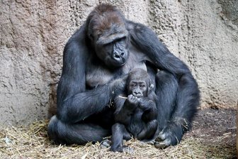 Rätselhaftes Gorilla-Sterben im Zoo Leipzig: Erste Erkenntnisse zur Todesursache - Gorilla-Dame Kibara bekam 2016 und 2017 Nachwuchs. Vergangene Woche starb sie an einer Erkrankung, die dem Zoo Leipzig noch immer Rätsel aufgibt.