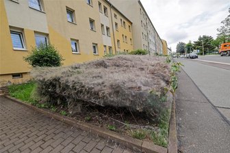 Rätselhaftes Naturschauspiel vor Glauchauer Wohnblock - Die Hecke vor dem Wohnblock an der Lungwitzer Straße in Glauchau ist von Insekten befallen worden.