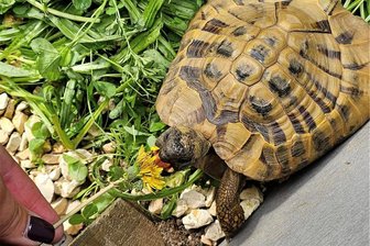 Rätselraten um Schildkröte in Burgstädt - Diese etwa 15 Jahre Landschildkröte ist nahe dem ehemaligen Hotel Alte Spinnerei an der Chemnitzer Straße in Burgstädt gefunden worden. Weil sich kein Halter fand, hat eine Freibergerin die Pflege übernommen.