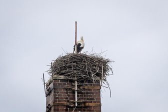 Rätselraten um Storch in Burgstädt: Hat er Angst vor dem neuen Untermieter? - Seit Anfang März ist das Storchennest auf der Esse in Burgstädt wieder bewohnt.
