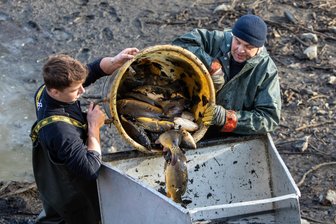 Räuber dezimieren Bestände: Wie lange stehen im Vogtland noch regionale Fische auf dem Speisezettel? - Im Plauener Stadtpark hofft die Fischereigenossenschaft jedes Mal auf reiche Ernte. Es ist wieder Karpfensaison im Vogtland.