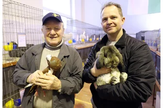 Rammler, Gänse und Tauben: Zum 100. Mal werden Rassekaninchen und Geflügel in Niederbobritzsch ausgestellt - Tommy Traub (r.) mit einem Kleinwidder wildfarben und Rolf Schneider mit einem Elsterkröpfer rot freuen sich auf die Ausstellung in Niederbobritzsch.