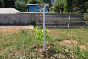 Randalierer haben in Plauen erneut junge Bäume abgebrochen - Dieser Jungbaum am Neustadtplatz ist nicht mehr zu retten, nachdem Unbekannte ihn abgebrochen haben. 