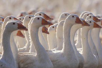 Rassegeflügelzüchter zeigen in Zwönitz Groß- und Wassergeflügel - 115 Gänse sind zur Schau in Zwönitz angemeldet.
