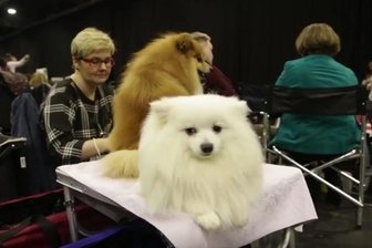 Rassehunde auf dem Laufsteg in der Chemnitz-Arena -