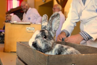 Rassekaninchen in Hainichen: Kreisschau im Vereinshaus - Ein Rhönkaninchen wartet hier auf seine Bewertung im Vorfeld der Rassekaninchenschau.