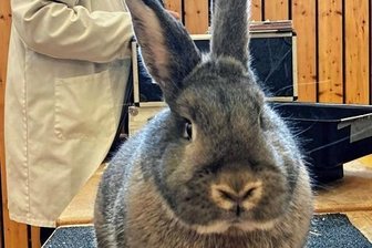 Rassekaninchen: Markersbacher Altmeister legt sich für Nachwuchszüchter ins Zeug - Wie vor Kurzem bei der Kreisschau in Zschorlau warten mehr als 430 edle Langohren dieses Wochenende in Markersbach auf das Urteil der Preisrichter und auf neugierige Besucher. 