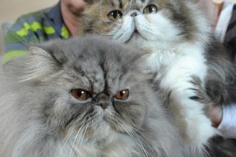 Rassekatzen zu sehen -