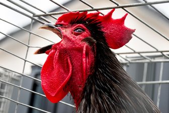 Rassiges aus dem Erzgebirge: Kleintierzüchter starten in Ausstellungssaison - Auch rassige Hähne zeigen die Annaberger Rassegeflügelzüchter am Wochenende.