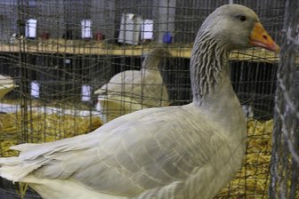 Rassiges zur Rosenbachschau in Leubnitz - Rassiges Geflügel.