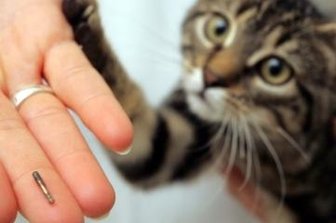 Rat lehnt Extra-Katzenschutzsatzung ab - Ein Kater bekommt einen Mikrochip unter die Haut platziert. Die Daten sollten auch einem Haustierregister gemeldet werden.