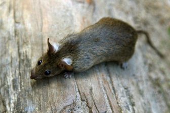 Ratte ist schuld an Stromausfall in Zwickau -