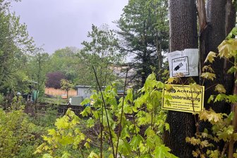 Ratten am Katzengarten: Setzt die Stadt Reichenbach jetzt auf Gift? - Mit Kameras will Diana Reinig die Verbreitung der Ratten überwachen. Der Stadt reicht das nicht.