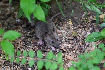 Ratten am Reichenbacher Katzengarten: Wie der jetzige Stand ist - Rund um den Katzengarten waren Ratten gesichtet worden. Doch ihre Zahl hat offenbar abgenommen.